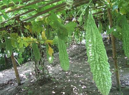 thumbnail_images_(53)