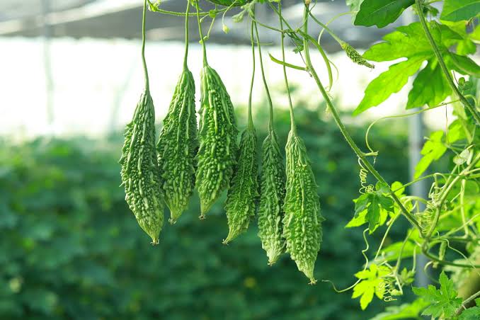 thumbnail_images_(54)