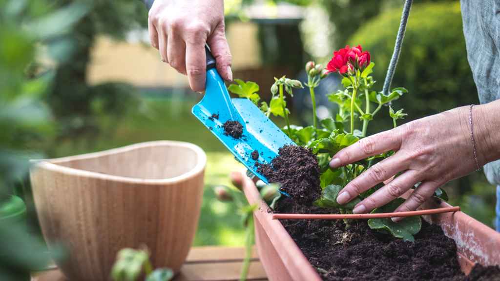 বৃক্ষরোপন ২০২৫