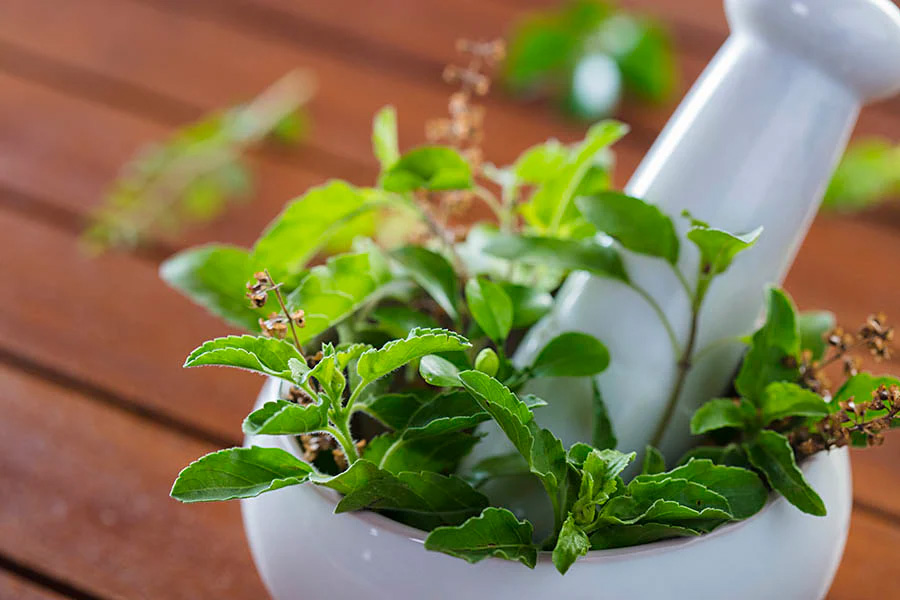 tulsi