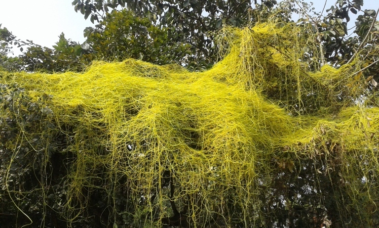 আলোকলতা