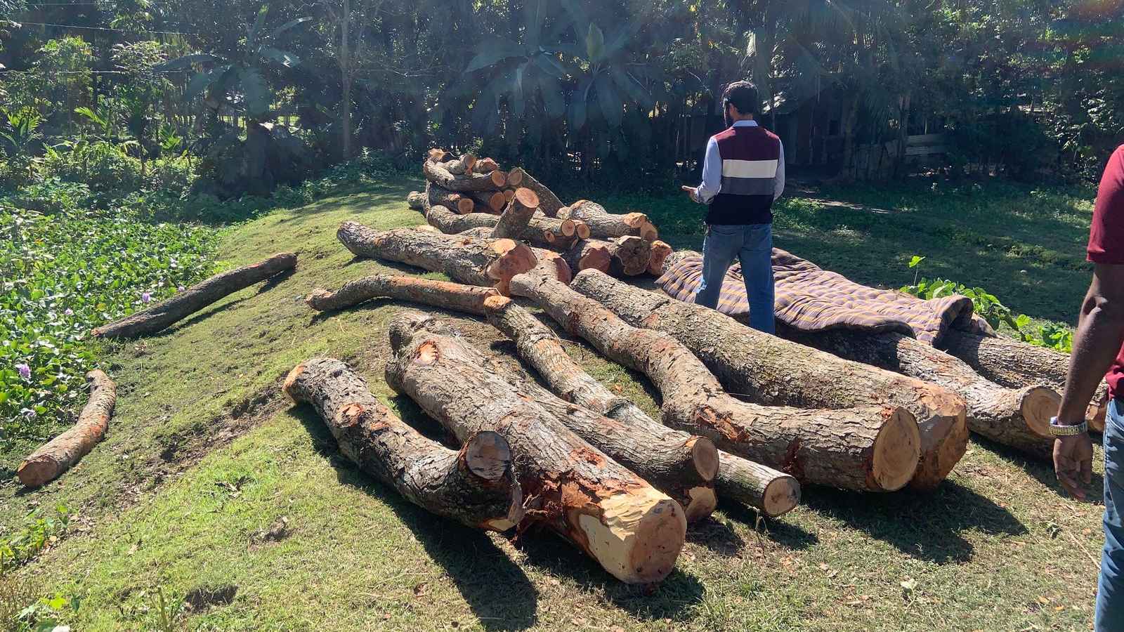 রাস্তার সরকারি গাছ কাটার অভিযোগে বিএনপি নেতার বিরুদ্ধে মামলা