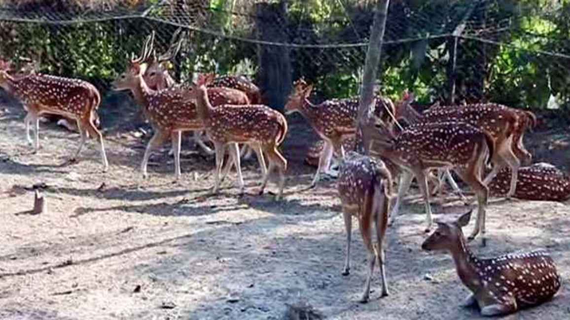 বেওয়ারিশ কুকুরের আক্রমণে চিড়িয়াখানা ১০ হরিণের মৃত্যু