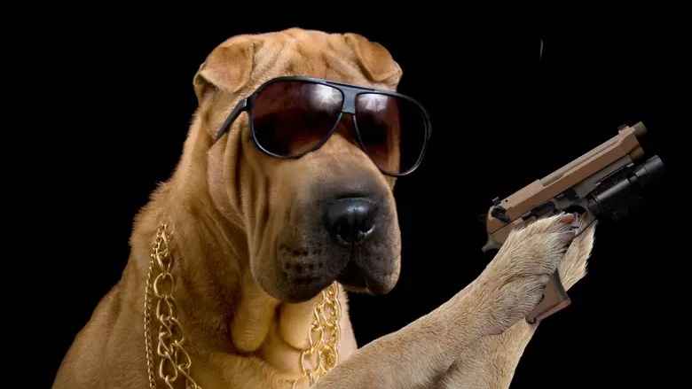 কুকুরের গুলিতে মালিক আহত! 