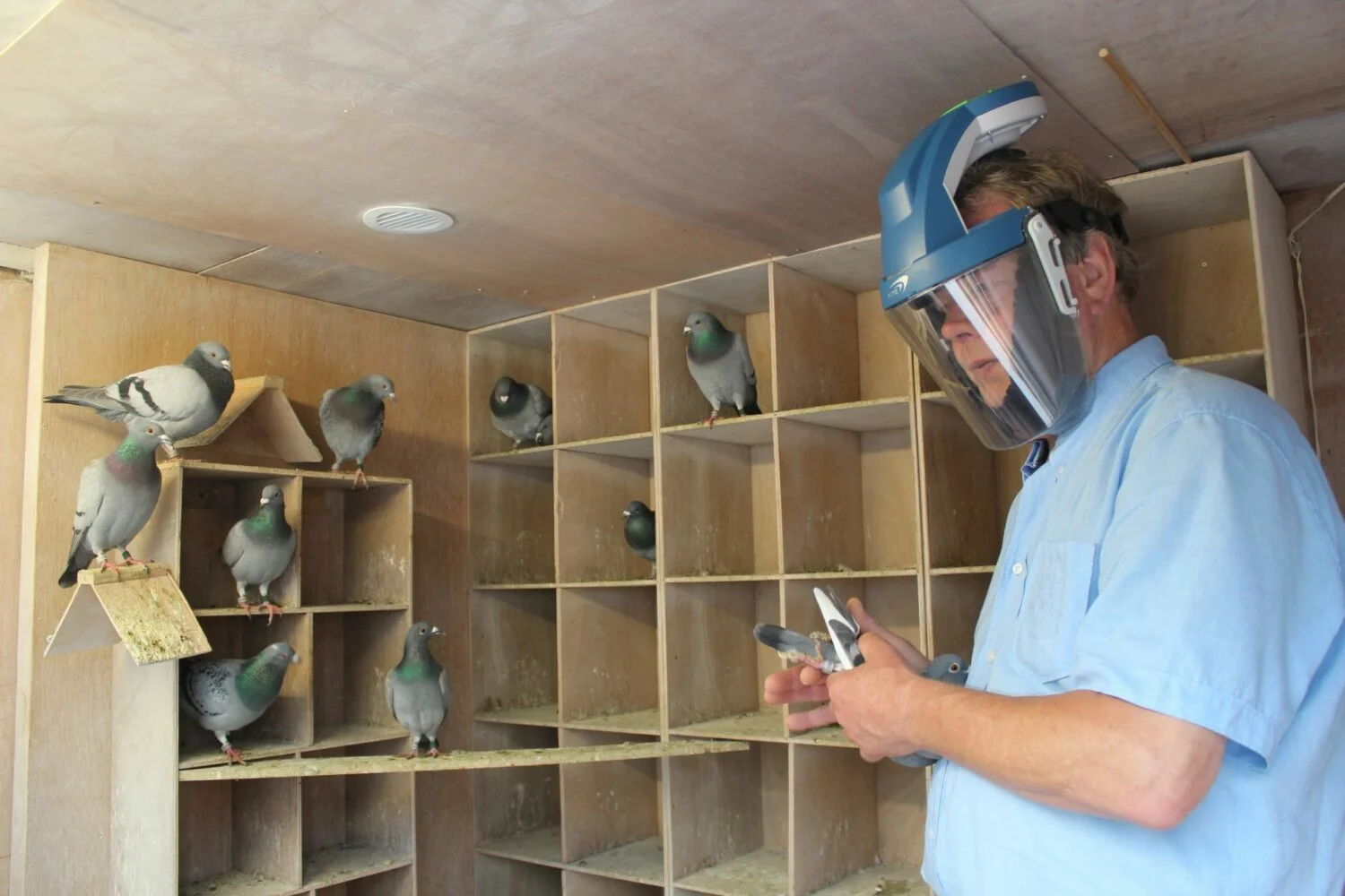 Duivenmelker-1500x1000