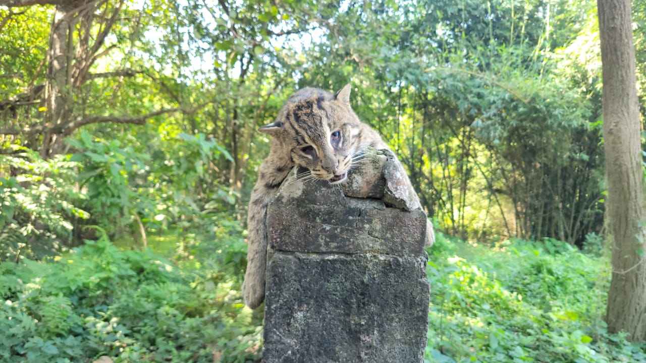 মানিকগঞ্জে মেছো বাঘ উদ্ধারের পর মৃত্যু