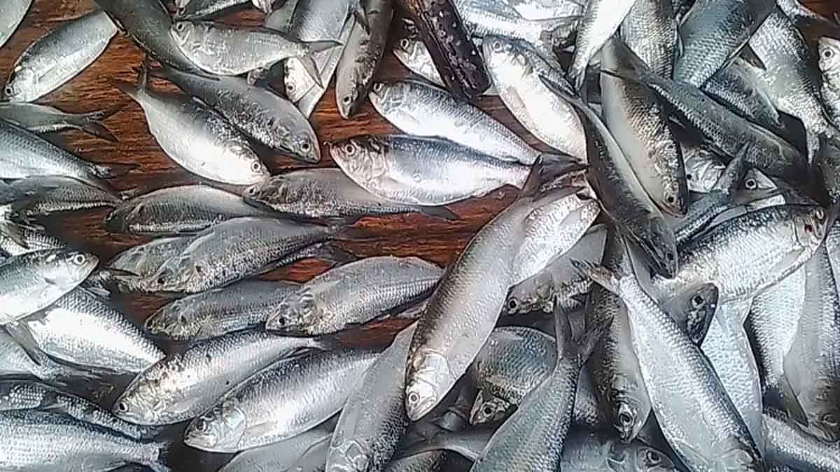 জাটকা ইলিশ ধরায় ৮ মাসের নিষেধাজ্ঞা শুরু