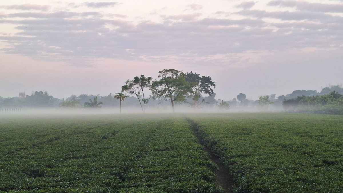 পঞ্চগড়ে শীতের দাপট: সর্বনিম্ন তাপমাত্রা ১৪.৭ ডিগ্রি সেলসিয়াস