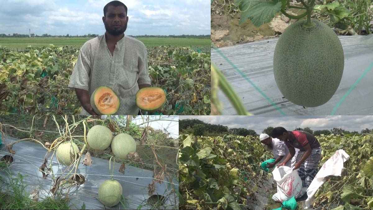 মরুভূমির সাম্মাম চাষে চাঁপাইনবাবগঞ্জের কৃষকদের বাজিমাত