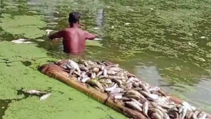 গাইদঘাটে পুকুরে বিষ প্রয়োগ করে মাছ মারার অভিযোগ