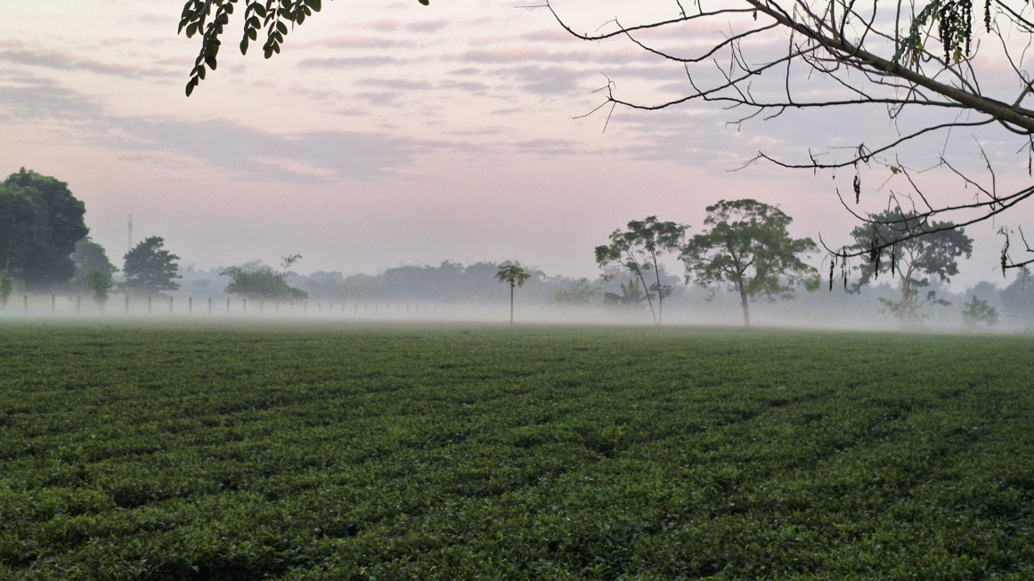 হিমেল বাতাসের প্রভাবে পঞ্চগড়ে তাপমাত্রা ১৩ ডিগ্রির ঘরে