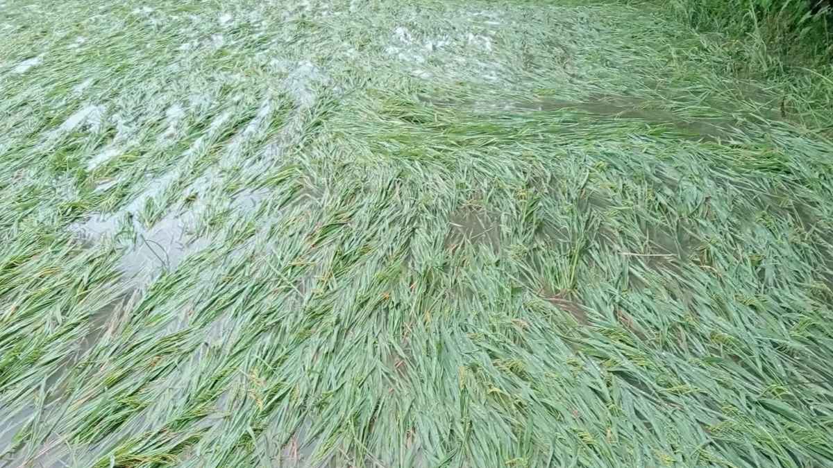 চাঁপাইনবাবগঞ্জে রেকর্ড বৃষ্টিতে ফসলের ব্যাপক ক্ষতি