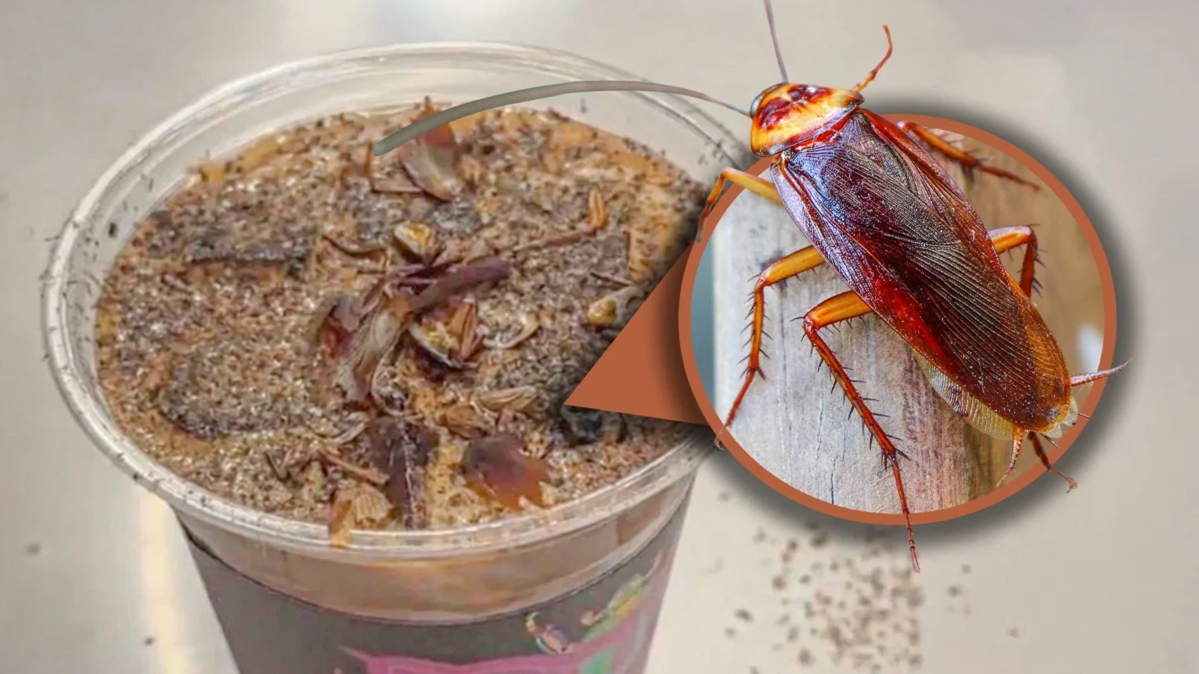 চীনে ভাইরাল ‘তেলাপোকা কফি’