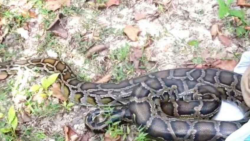 কুমিল্লায় দেখা মিলল ১২ ফুট লম্বা অজগরের