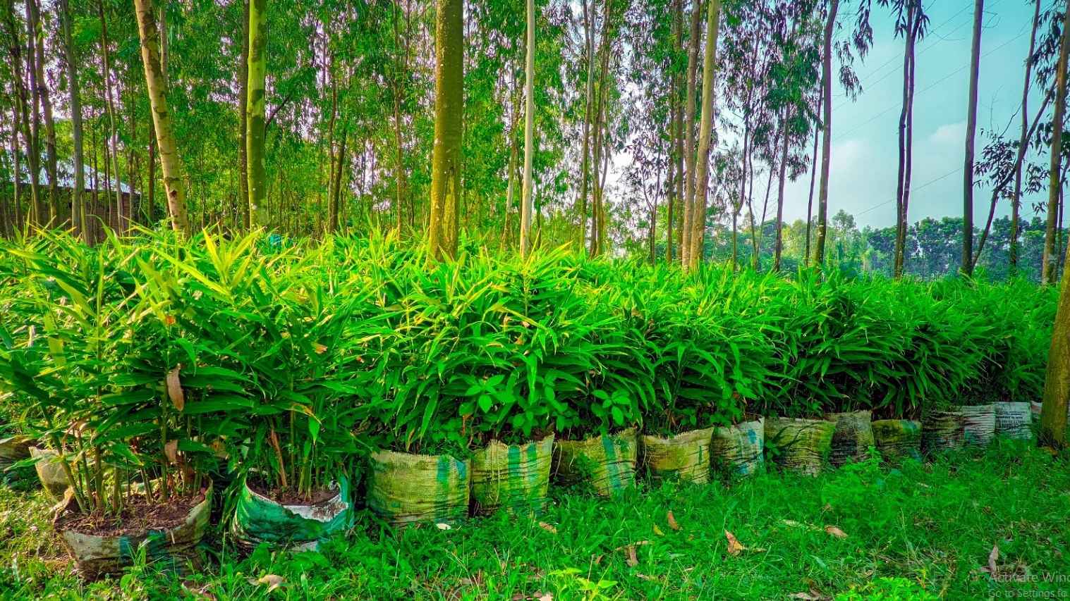 বস্তায় আদা চাষে সফল তরুণ উদ্যোক্তা রতন