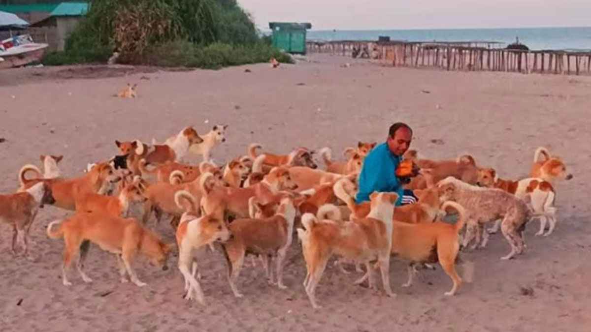 সেন্টমার্টিনে কুকুর নিয়ন্ত্রণে বিশেষ উদ্যোগ