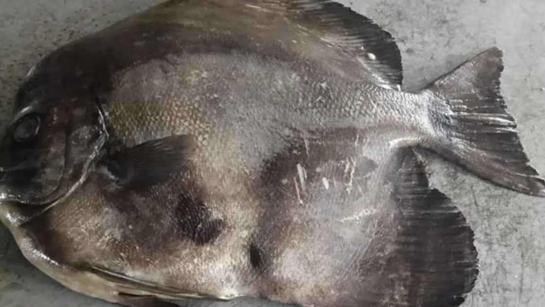 জেলের জালে ধরা পড়েছে বিরল প্রজাতির ‘লংফিন ব্যাট ফিশ’