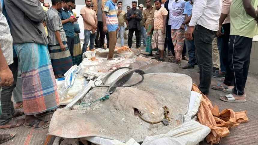 পটুয়াখালীতে নিষিদ্ধ শাপলা পাতা মাছ জব্দ