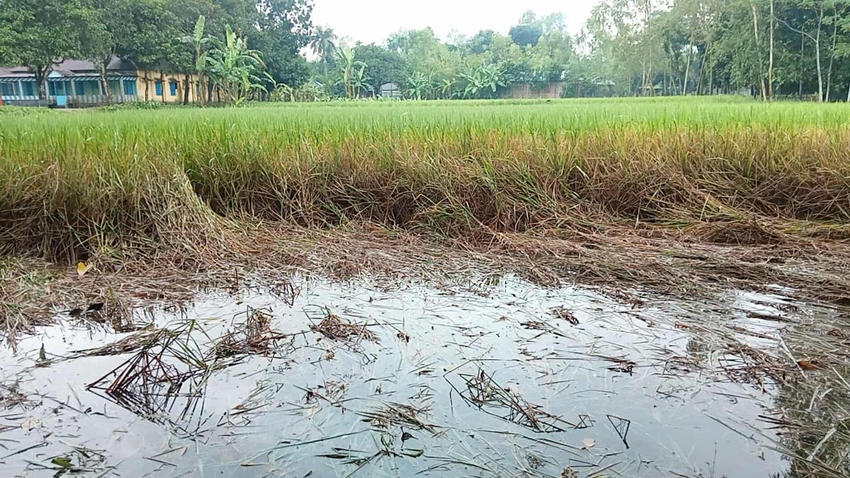 gaibandha_1_20251101_154549569