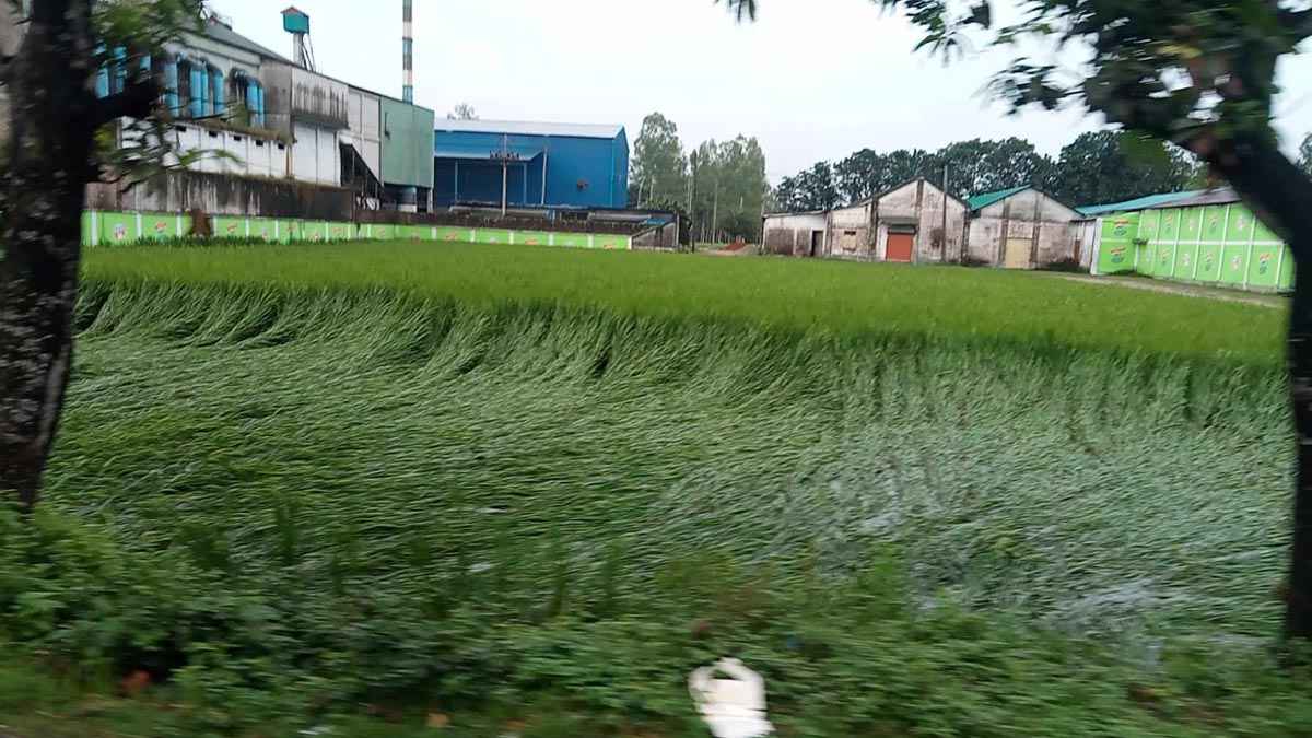 gaibandha_2_20251101_154606069