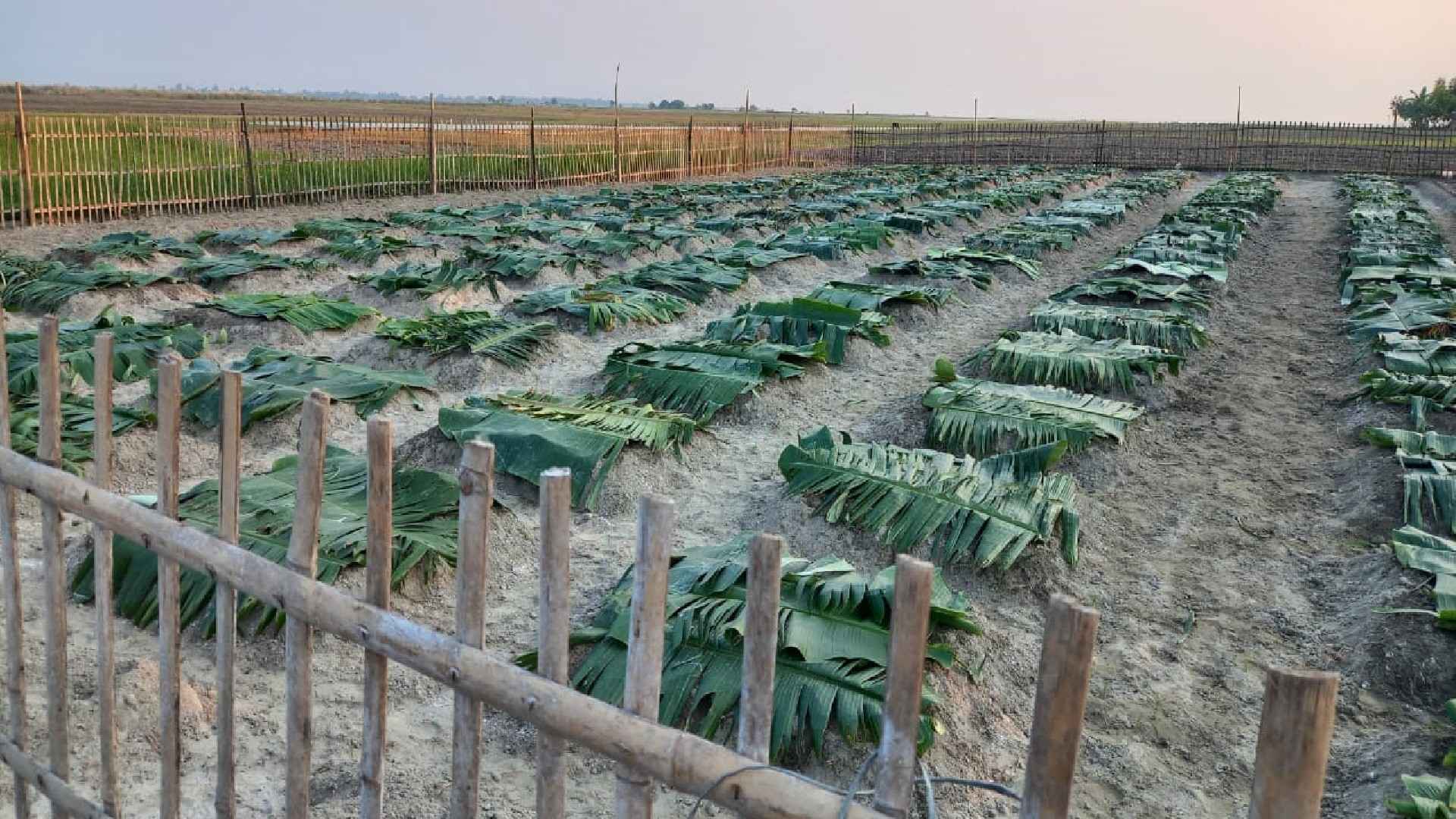 চরাঞ্চলে রঙিন গাজর চাষে কৃষকদের ভাগ্যবদলের স্বপ্ন