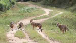 গাইবান্ধায় শিয়ালের আক্রমণে শিশুসহ আহত ১০