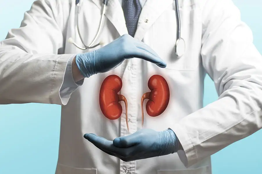 kidney