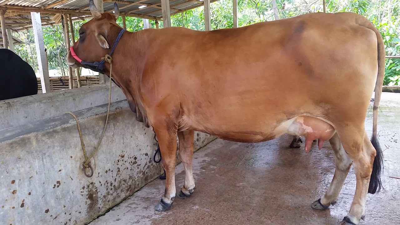 মিরসরাইয়ে গোয়াল ঘরের ৭টি গরুর ৪টি উধাও