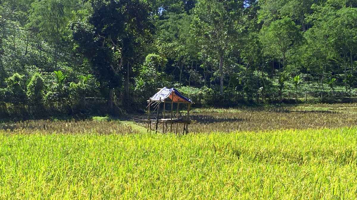 কমলগঞ্জে বুনো শূকরের তাণ্ডব