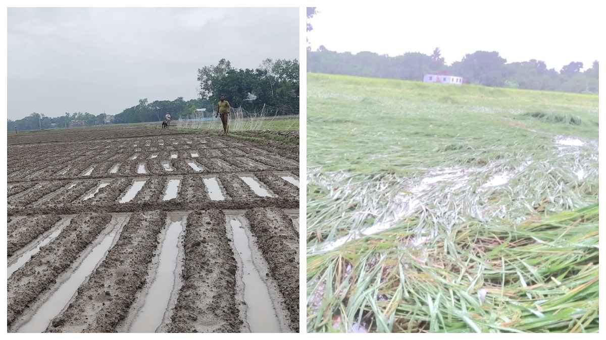 অসময়ে বৃষ্টিতে ধান-আলু-সবজির ক্ষতির আশঙ্কা