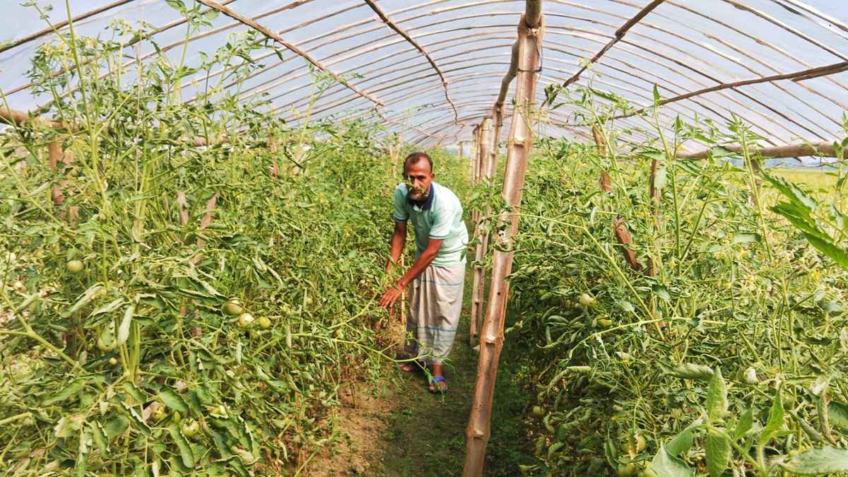পলিশেডে টমেটো চাষ, সফল নড়াইলের কৃষকেরা