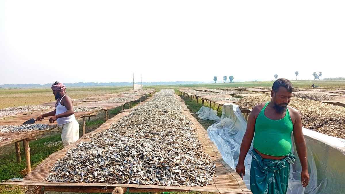 নড়াইলে চাহিদা বাড়ছে চ্যাপা শুঁটকির