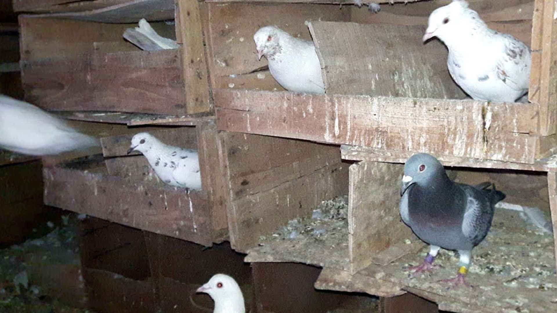 কবুতর পোষেন? ভুগতে পারেন ফুসফুসের এই মারাত্মক রোগে!