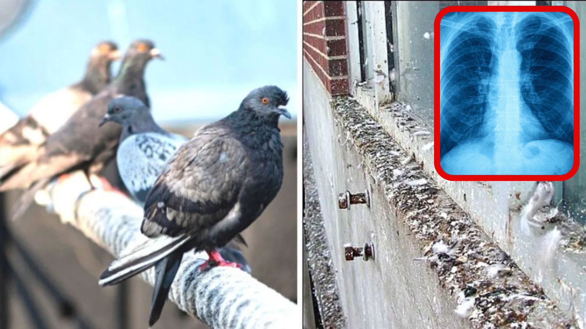 punepulse-169-2025-11-18T203530.850