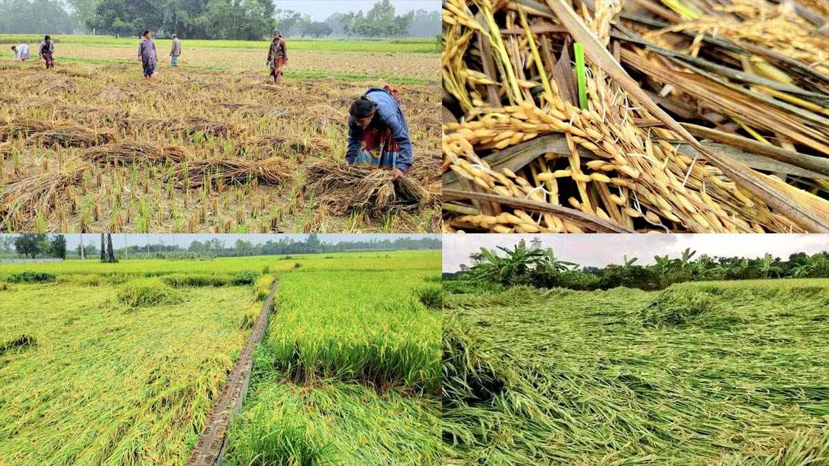 টানা বৃষ্টিতে নুয়ে পড়েছে কৃষকের স্বপ্ন, আমনের ব্যাপক ক্ষতি
