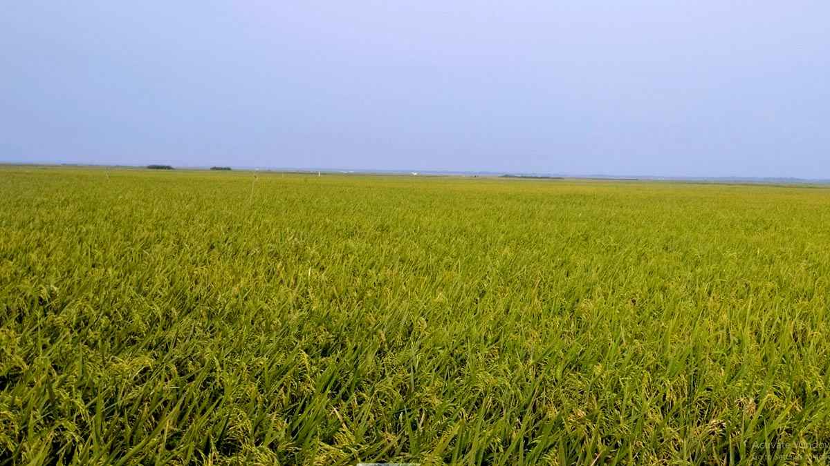 হেমন্তের হাওয়ায় ধানের সুবাস, আমন ঘিরে কৃষকের মুখে হাসি