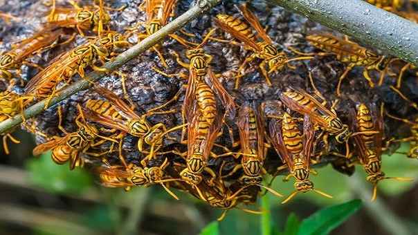 ভিমরুলের কামড়ে মেয়ের মৃত্যু, মায়ের অবস্থা আশঙ্কাজনক