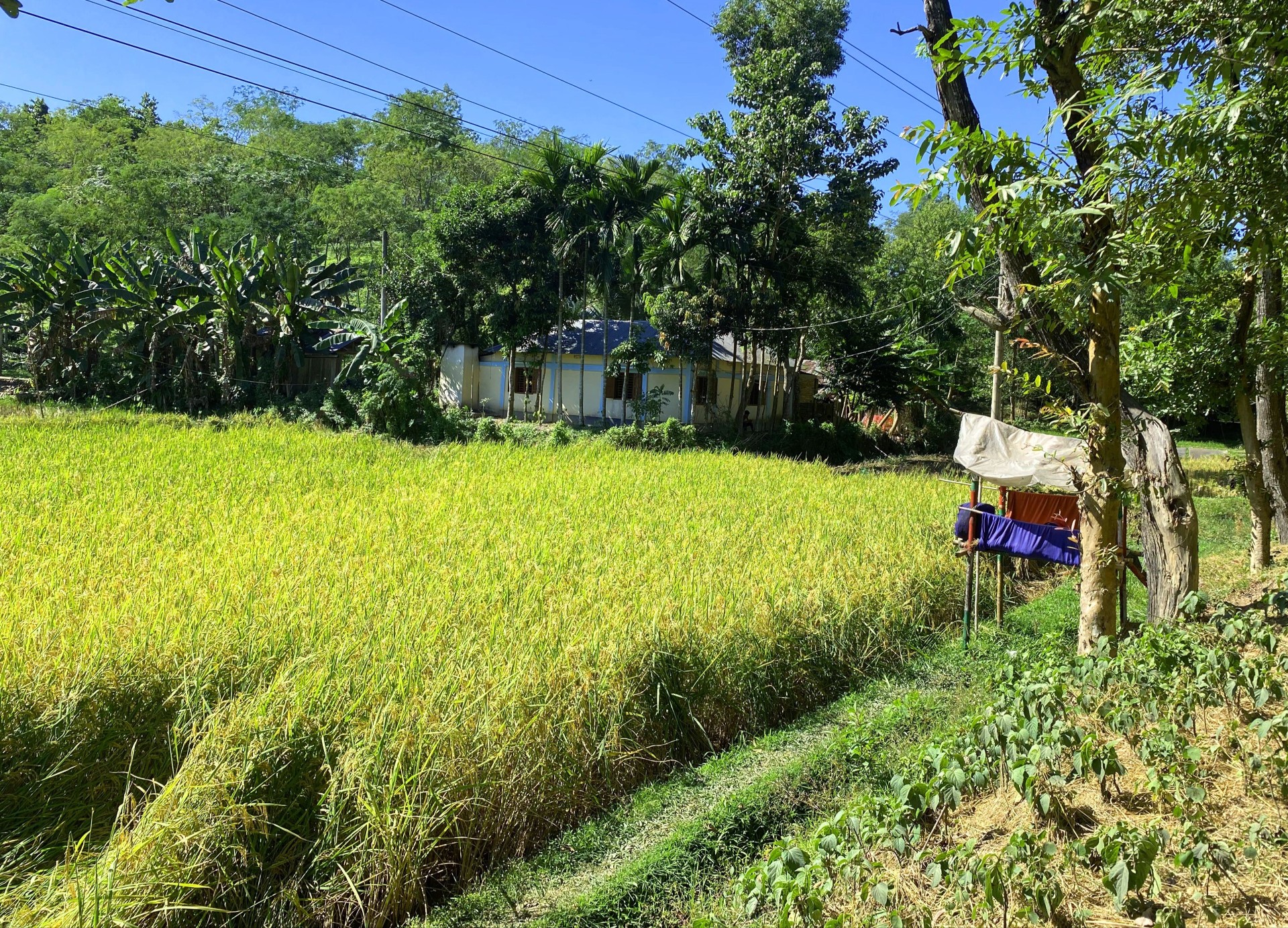 thumbnail_1000175332