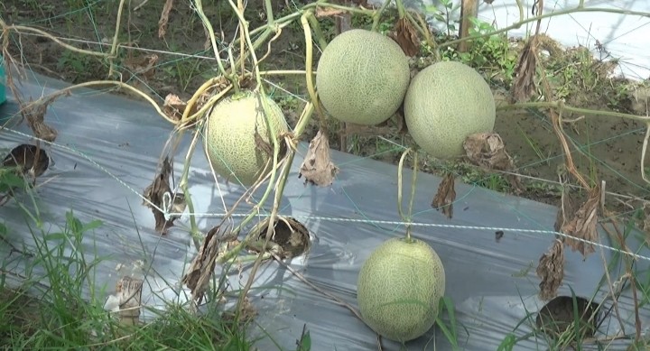 thumbnail_1000258081