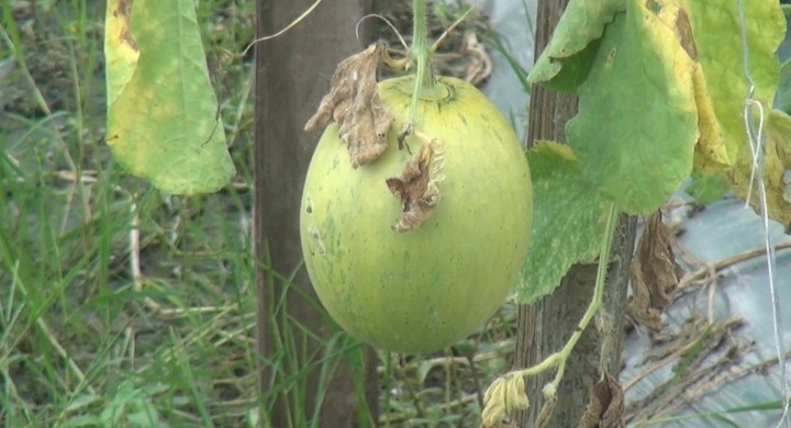 thumbnail_1000258082