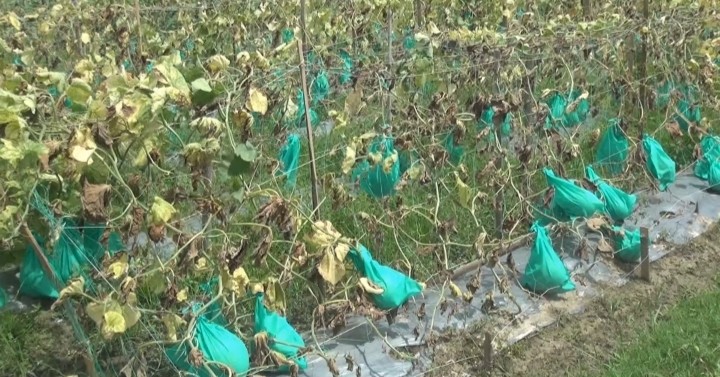 thumbnail_1000258084