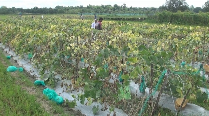 thumbnail_1000258089