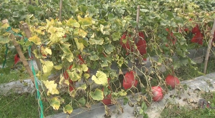 thumbnail_1000258091