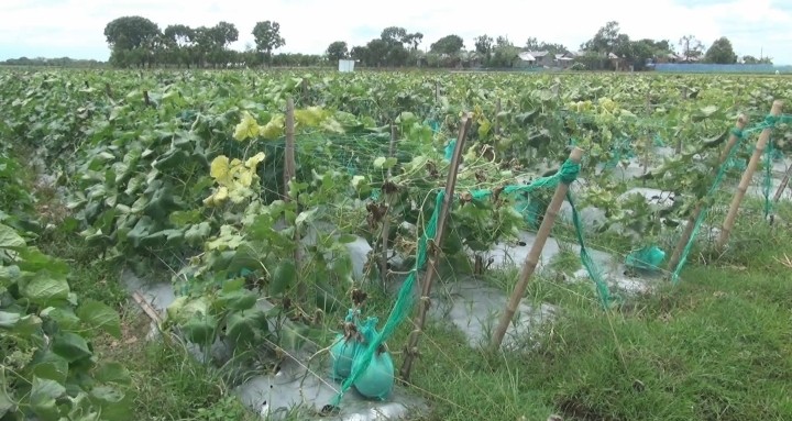 thumbnail_1000258093