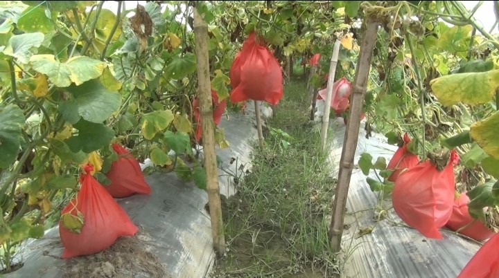 thumbnail_1000258094