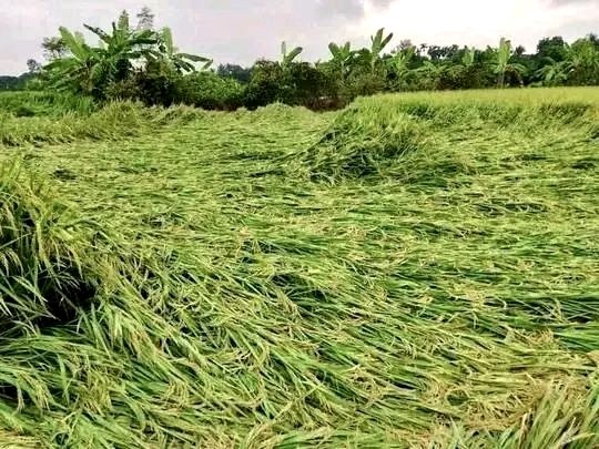 thumbnail_IMG_20251103_145409