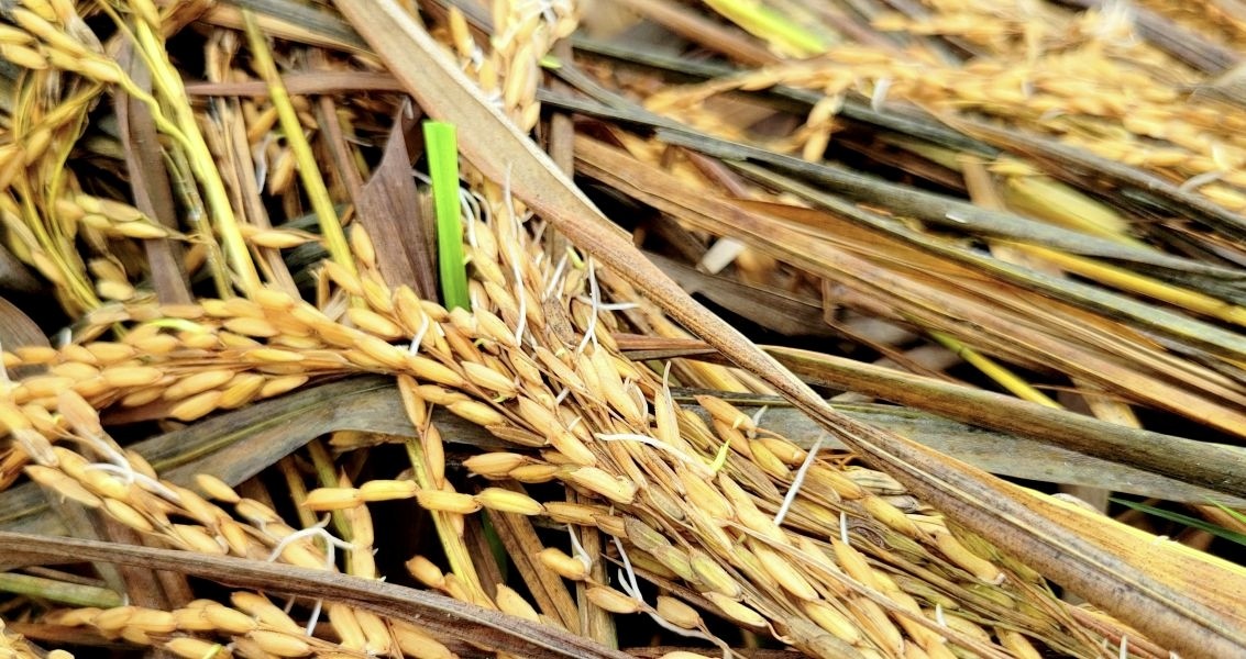 thumbnail_IMG_20251103_145455