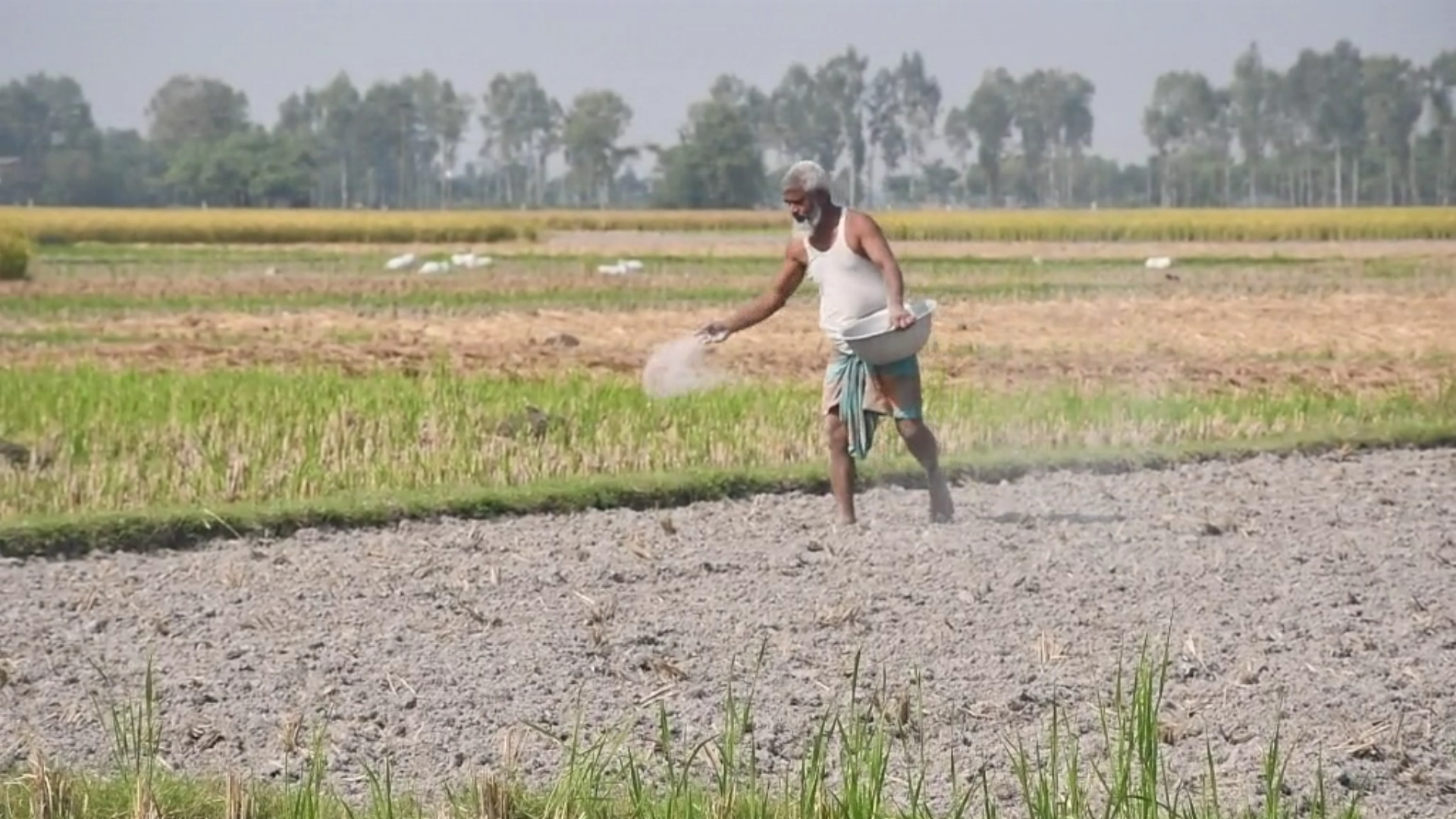 জয়পুরহাটে সার সংকট, চড়া দামে সার কিনতে বাধ্য হচ্ছেন কৃষকরা