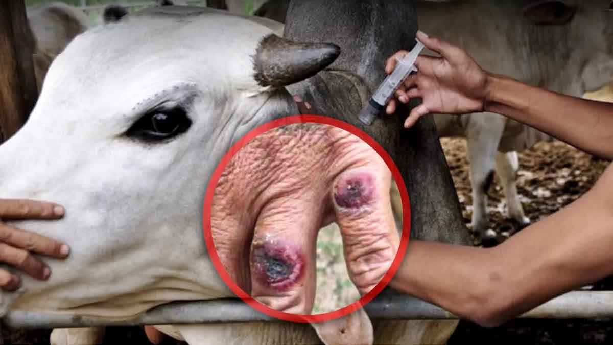 Negro va transvestit LazyTown teleserialidagi yalangoch Stefanining porno tasvirlari