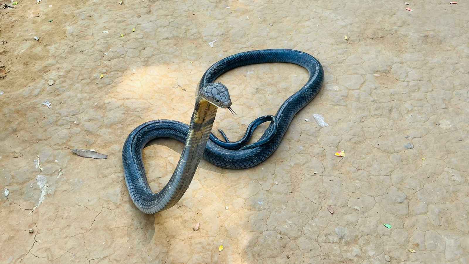 বিষধর কিং কোবরা সাপ দেখিয়ে চাঁদাবাজি, ক্রেতা সেজে উদ্ধার